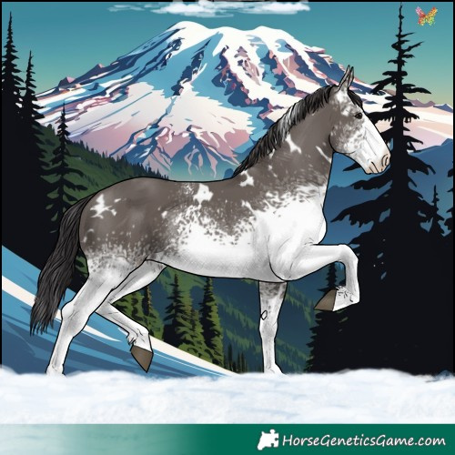Horse Color:White Spotted Smoky Grullo 