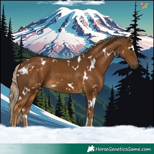Horse Color:White Spotted Chocolate Palomino