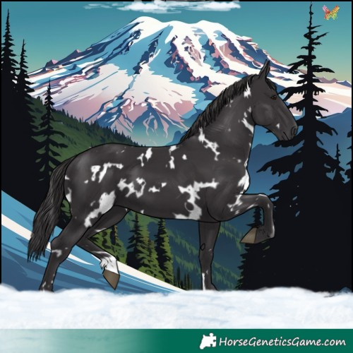 Horse Color:White Spotted Smoky Black 