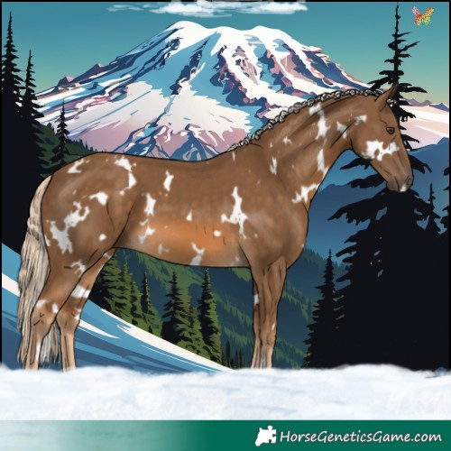 Horse Color:White Spotted Chocolate Palomino