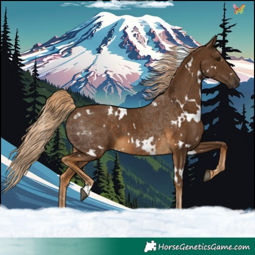 Horse Color:White Spotted Chocolate Palomino