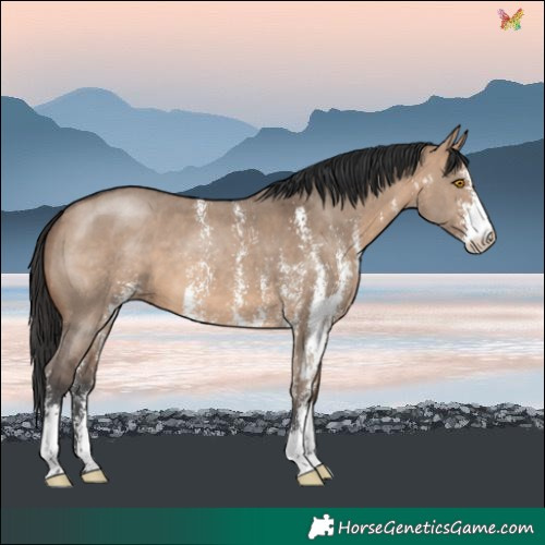 Horse Color:Brown Dun Sabino
