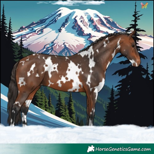 Horse Color:White Spotted Bay Varnish