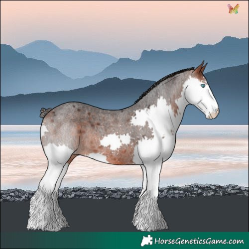 Horse Color:Bay Roan Splash