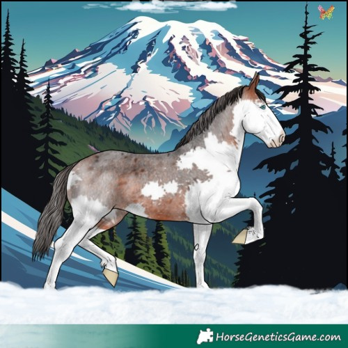 Horse Color:Bay Roan Splash 