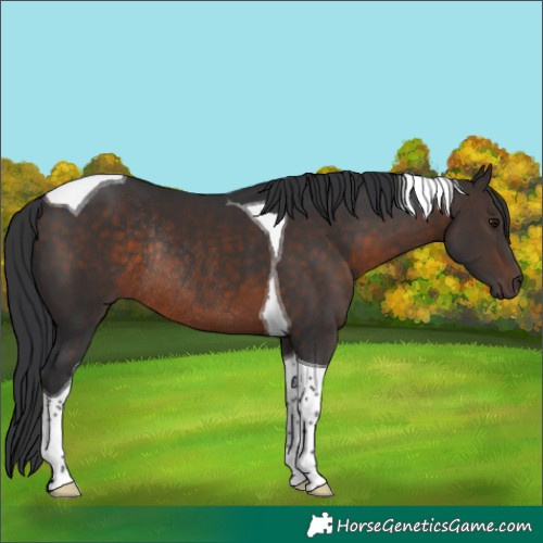 Horse Color:Brown Tobiano Rabicano