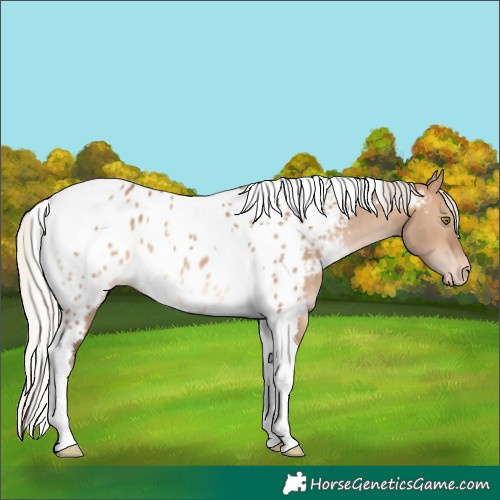 Horse Color:Silver Brown Dun Tobiano Appaloosa 