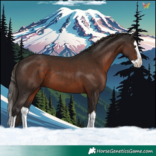 Horse Color:Liver Chestnut Splash 