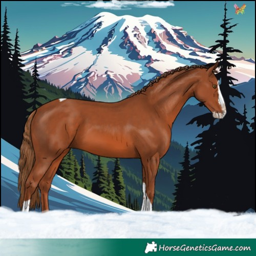 Horse Color:Chestnut Splash Tobiano 