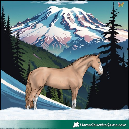 Horse Color:White Spotted Gold Champagne