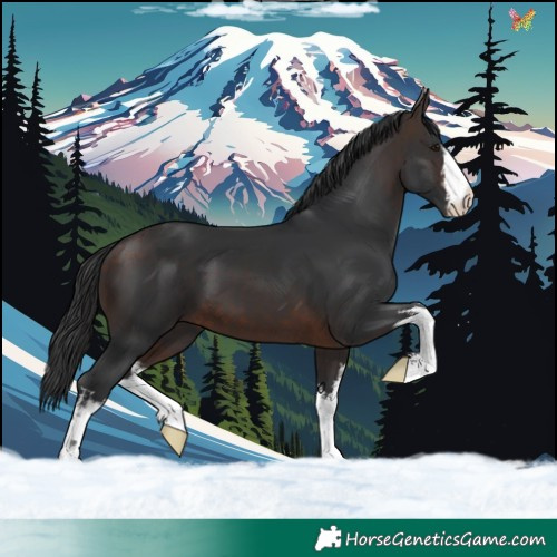 Horse Color:White Spotted Brown