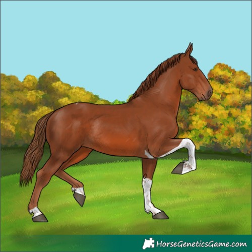 Horse Color:Chestnut Tobiano Rabicano 