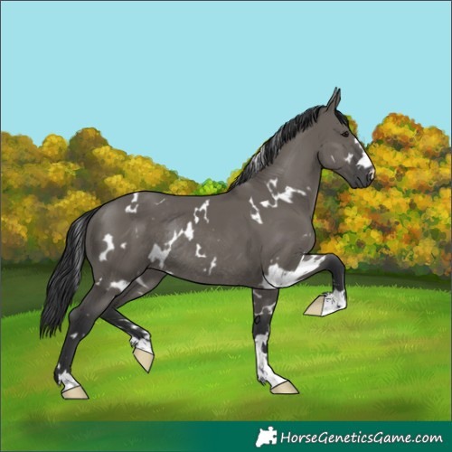 Horse Color:White Spotted Grullo Rabicano 