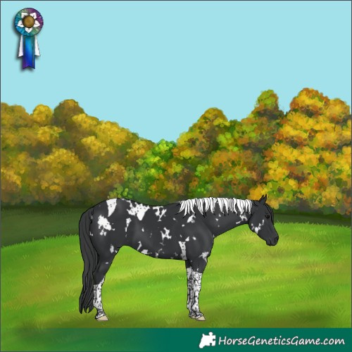 Horse Color:White Spotted Black Tobiano