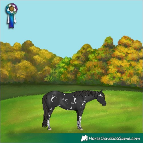 Horse Color:White Spotted Liver Chestnut Tobiano Rabicano 