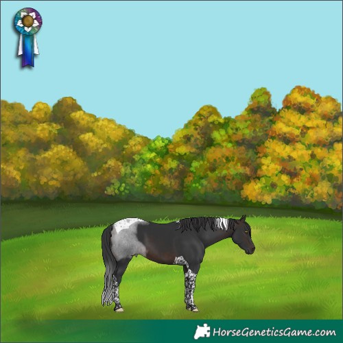 Horse Color:Brown Tobiano