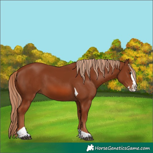 Horse Color:Chestnut Splash Tobiano