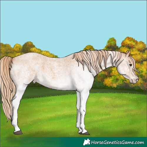Horse Color:White Spotted Red Roan 