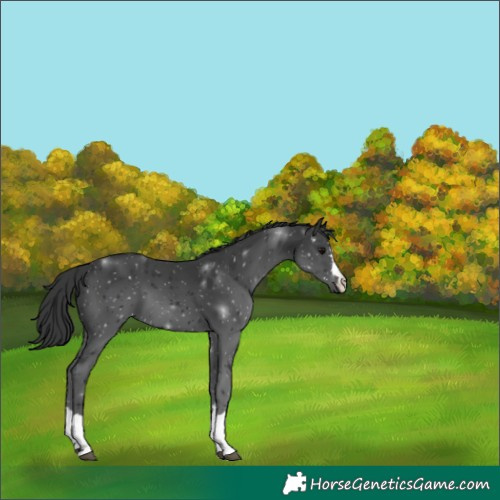 Horse Color:Black 