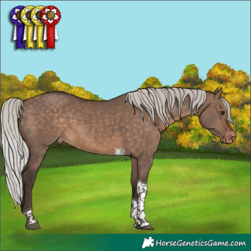 Horse Color:Silver Brown Dun Tobiano Appaloosa Rabicano