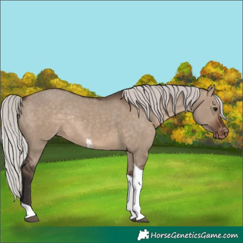 Horse Color:Silver Brown Dun Tobiano Appaloosa Rabicano 