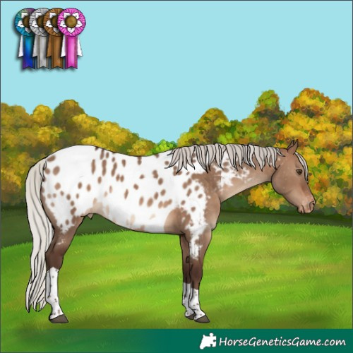 Horse Color:Silver Brown Dun Tobiano Appaloosa Rabicano