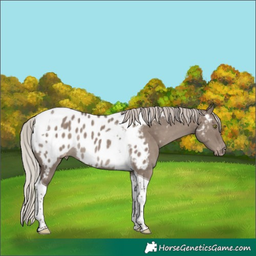 Horse Color:Silver Grullo Tobiano Appaloosa Rabicano