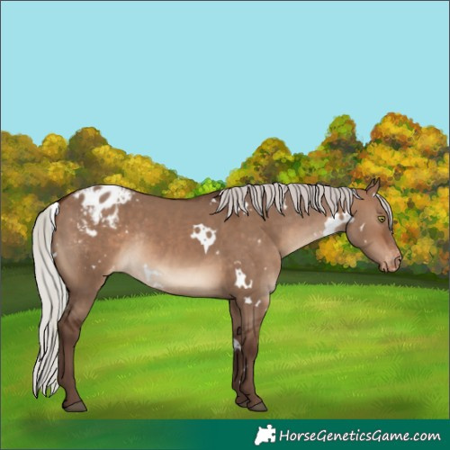 Horse Color:White Spotted Silver Brown Dun Appaloosa Rabicano 