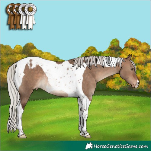 Horse Color:Silver Brown Dun Tobiano Appaloosa Rabicano