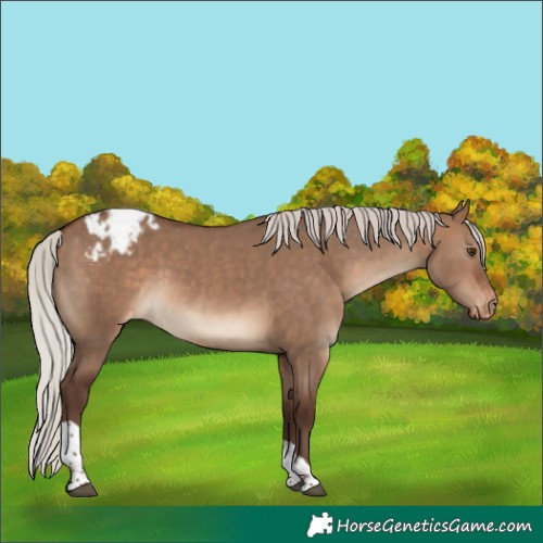 Horse Color:Silver Brown Dun Tobiano Appaloosa Rabicano 