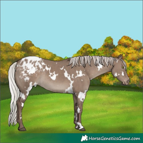 Horse Color:White Spotted Silver Grullo Appaloosa Rabicano