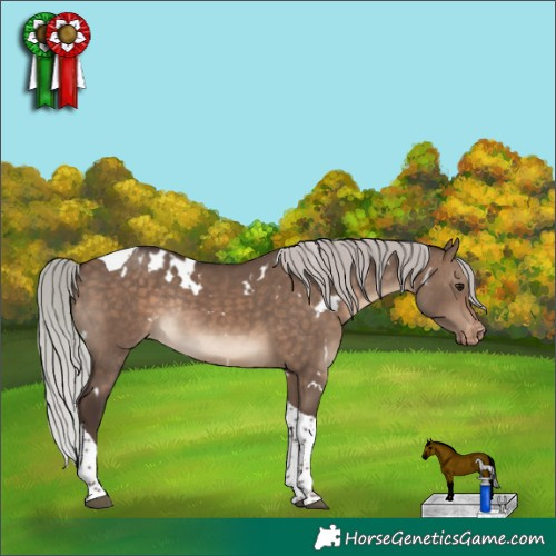 Horse Color:White Spotted Silver Brown Dun Tobiano Appaloosa Rabicano