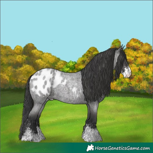Horse Color:Blue Roan Sabino Appaloosa 