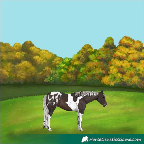 Horse Color:Silver Brown Tobiano Appaloosa 