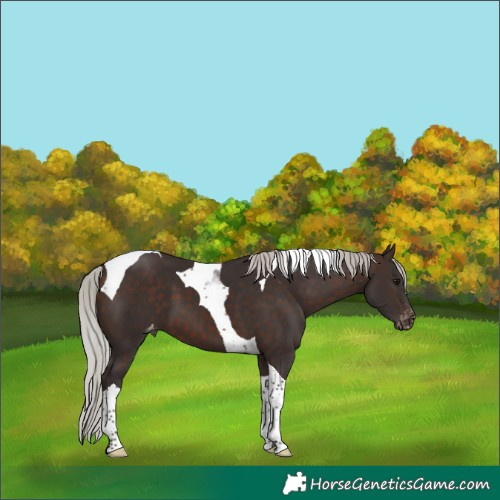 Horse Color:Silver Brown Tobiano Appaloosa