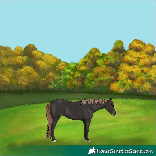 Horse Color:Liver Chestnut Appaloosa 