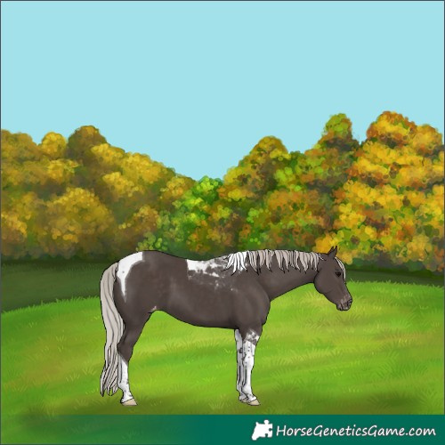 Horse Color:Silver Black Tobiano Appaloosa 