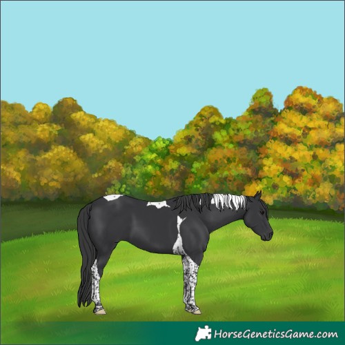 Horse Color:Black Tobiano 