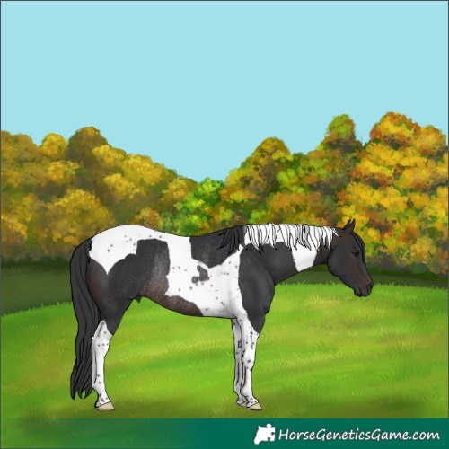 Horse Color:Brown Tobiano Rabicano 