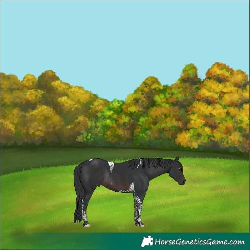 Horse Color:Brown Tobiano Rabicano 
