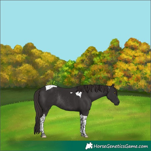 Horse Color:Liver Chestnut Tobiano Rabicano