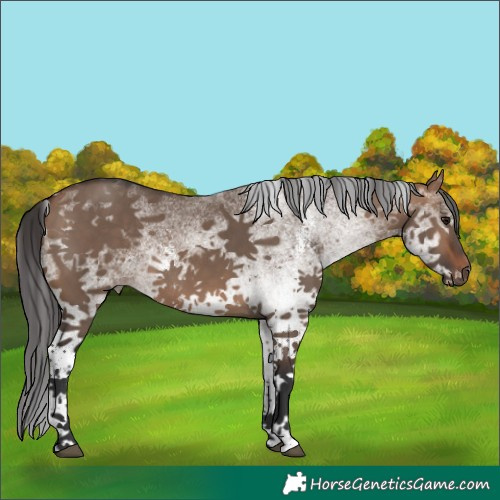 Horse Color:White Spotted Bay Dun Rabicano 