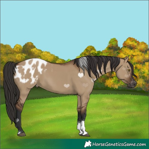 Horse Color:Gray Liver Red Dun Sabino Tobiano Blanket Rabicano 