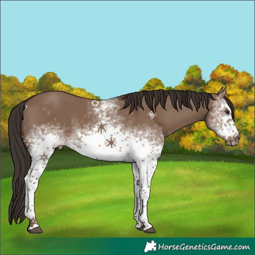 Horse Color:White Spotted Liver Red Dun Tobiano Frame