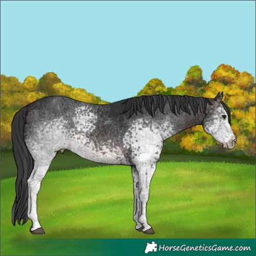 Horse Color:White Spotted Brown