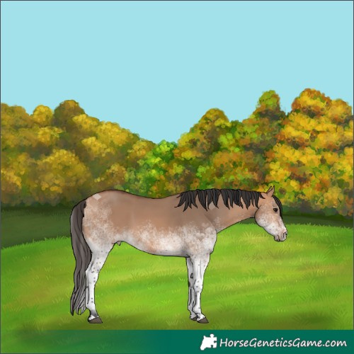 Horse Color:White Spotted Bay Dun Rabicano 