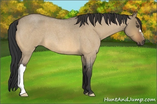 Horse Color:Buckskin Roan Dun 