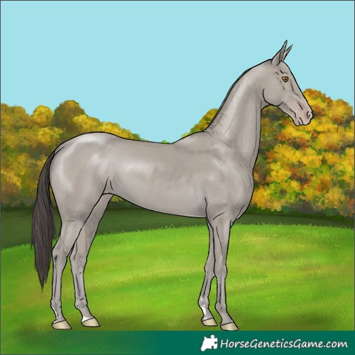 Horse Color:Classic Cream Champagne