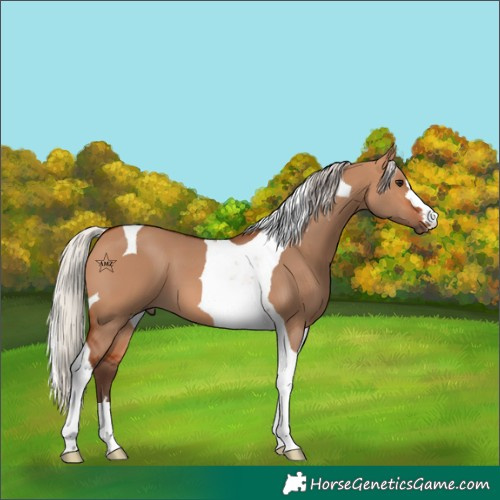 Horse Color:Silver Bay Dun Tobiano 