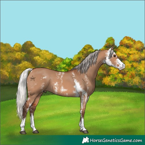 Horse Color:Silver Bay Dun Sabino